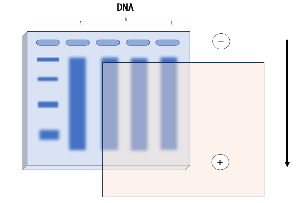 dna