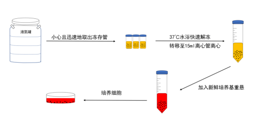 細胞解凍流程表